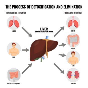 how-to-clean-your-liver how-to-clean-your-liver